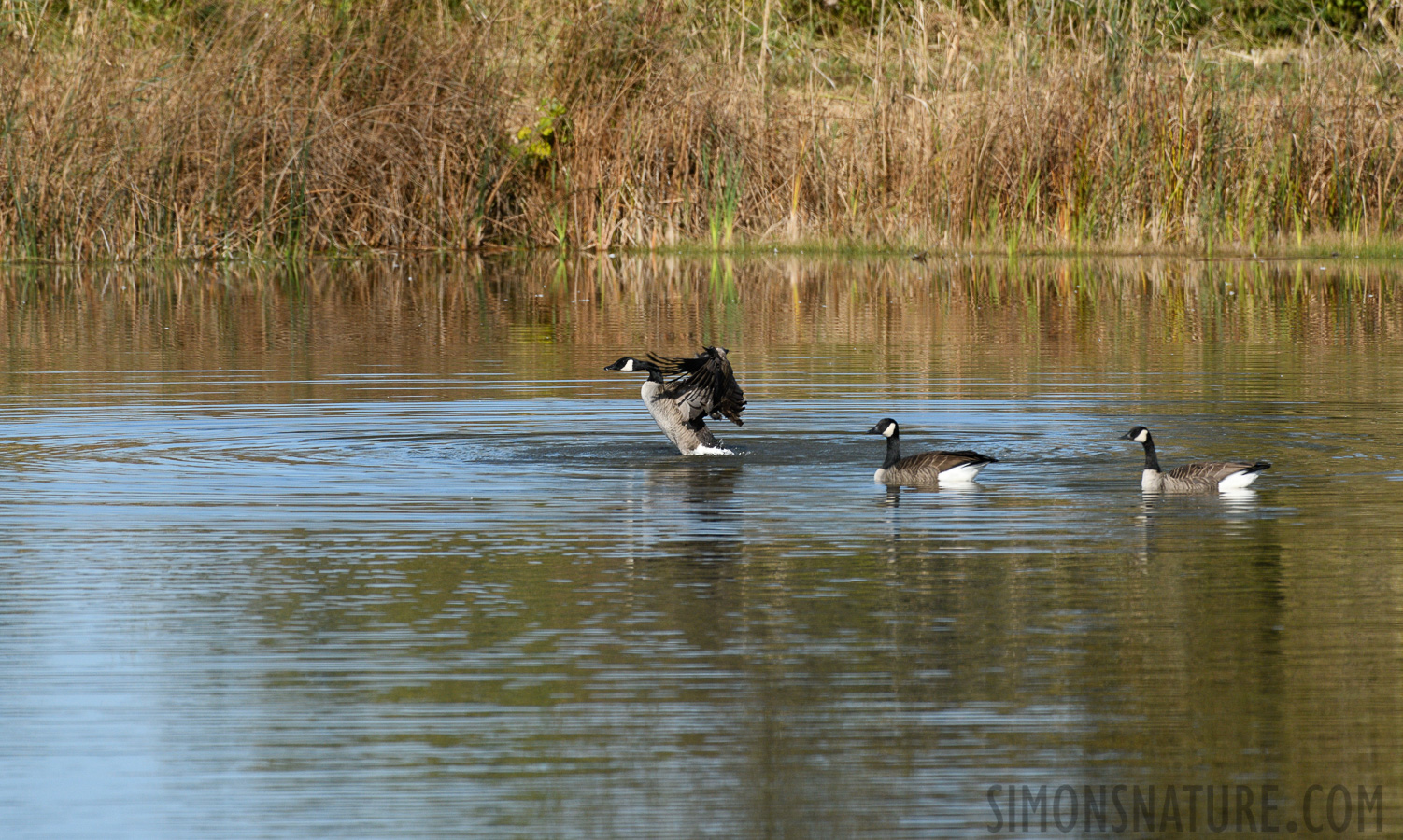 Branta canadensis interior [400 mm, 1/2500 Sek. bei f / 8.0, ISO 800]